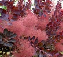 Cotinus a feuille rouge autrement appelé arbre à perruque pour ses touffes rouges