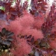 Cotinus a feuille rouge autrement appelé arbre à perruque pour ses touffes rouges