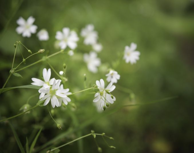 Fleurs sauvages