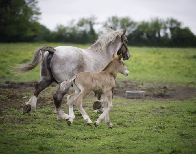 Une jument et son poulain trottent dans un pré